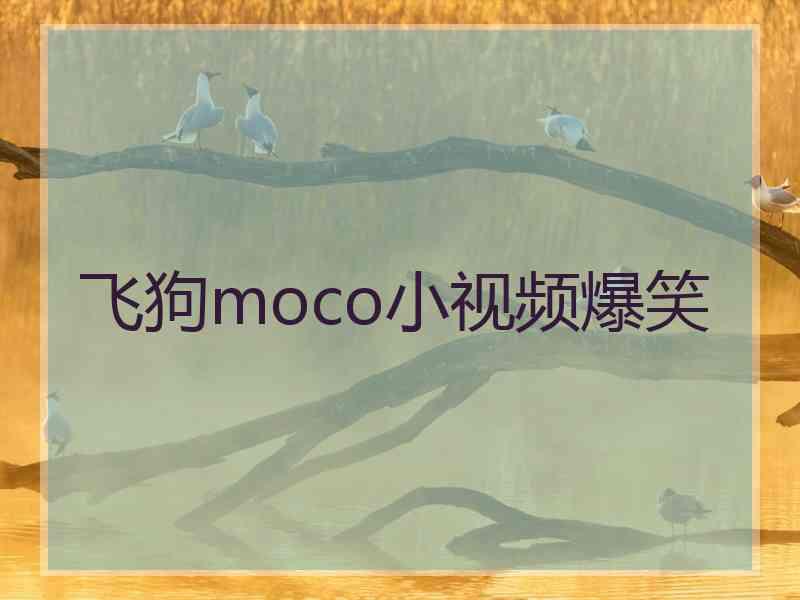 飞狗moco小视频爆笑 飞狗moco小视频爆笑