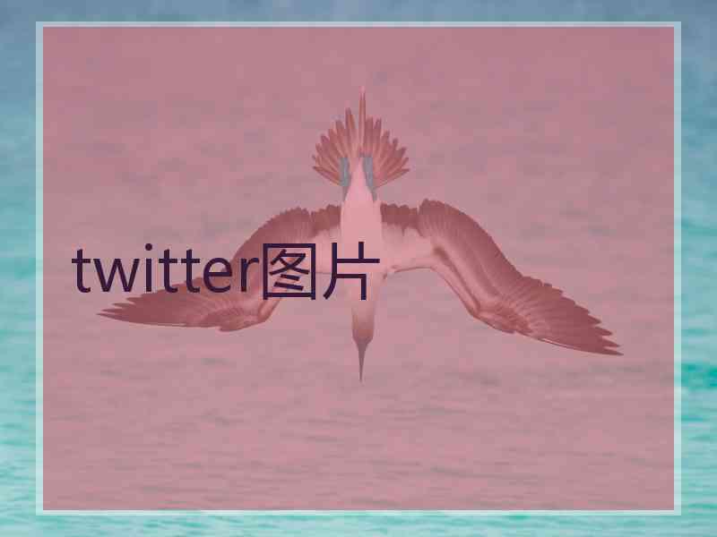 twitter图片 twitter图片