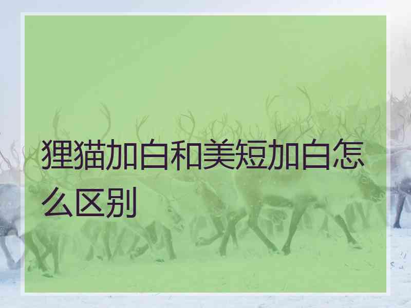 狸猫加白和美短加白怎么区别 狸猫加白和美短加白怎么区别