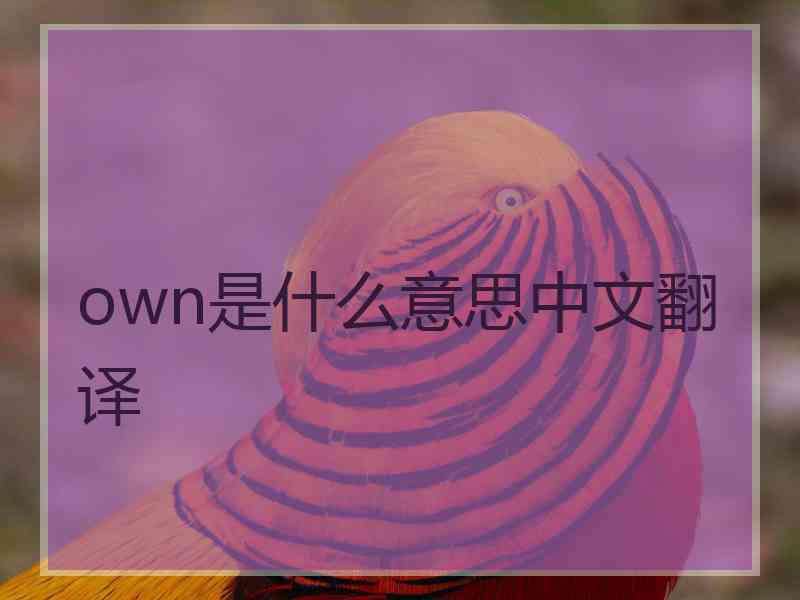 own是什么意思中文翻译 own是什么意思中文翻译