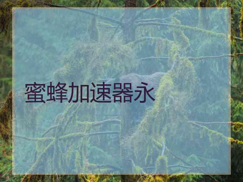 蜜蜂加速器永