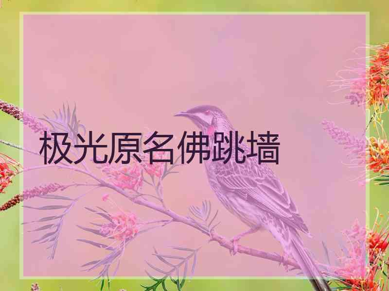 极光原名佛跳墙