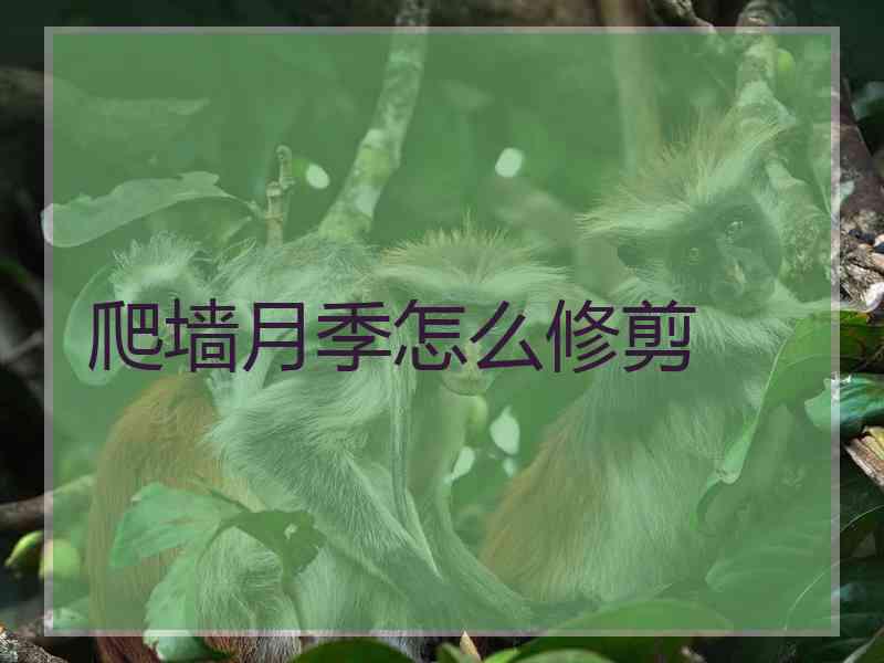 爬墙月季怎么修剪