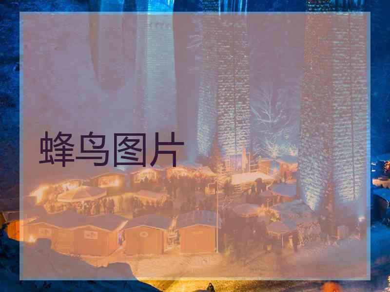蜂鸟图片