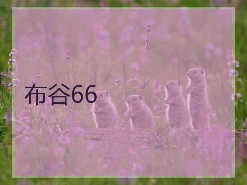 布谷66