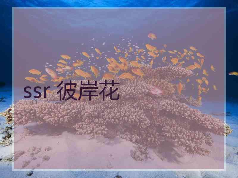 ssr 彼岸花