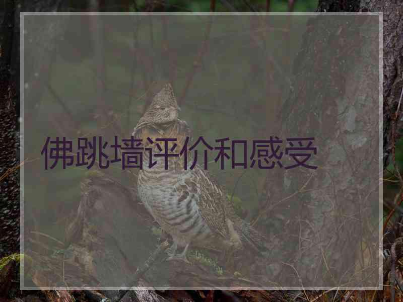 佛跳墙评价和感受