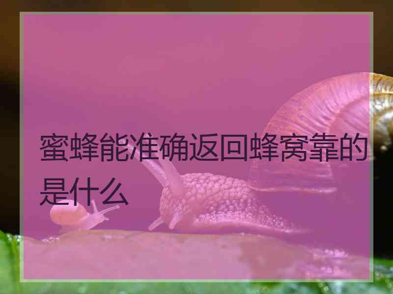 蜜蜂能准确返回蜂窝靠的是什么