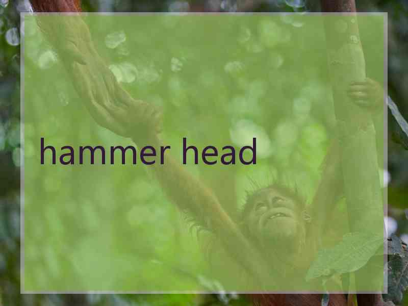 hammer head